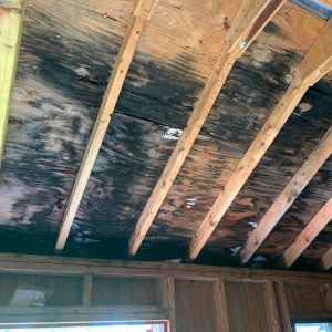 Common Questions About Attic Mold Removal in Toronto