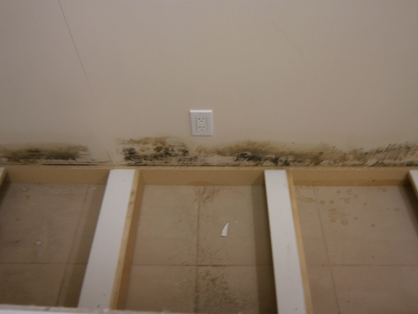 Black Mold