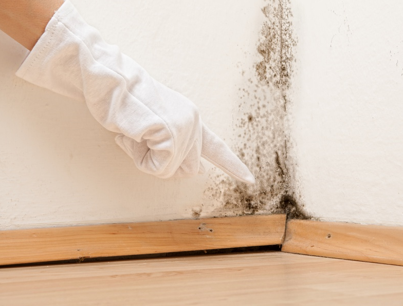 mold removal st. albert, mold inspection st. albert, mold infestation st. albert, mold dangers