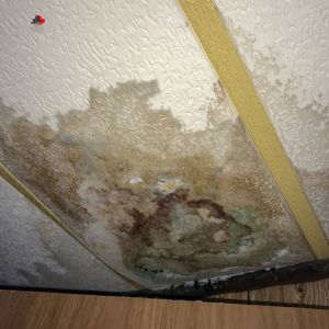 How to Prevent Mold After Water Damage in Mississauga