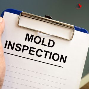 3 Common Mistakes to Avoid Pre Mold Inspection in Ottawa