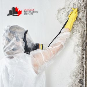 Mold Removal in Ottawa