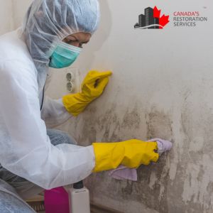 mold removal in toronto