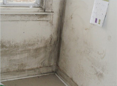 mold inspections Toronto mold inspections Toronto