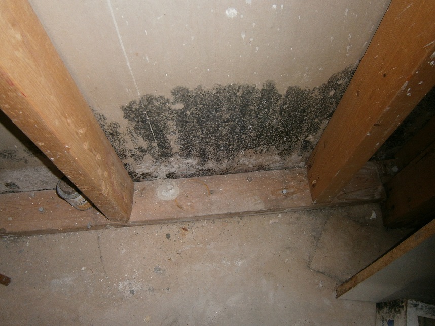 Vancouver Mold Removal & Remediation | Canada's ...